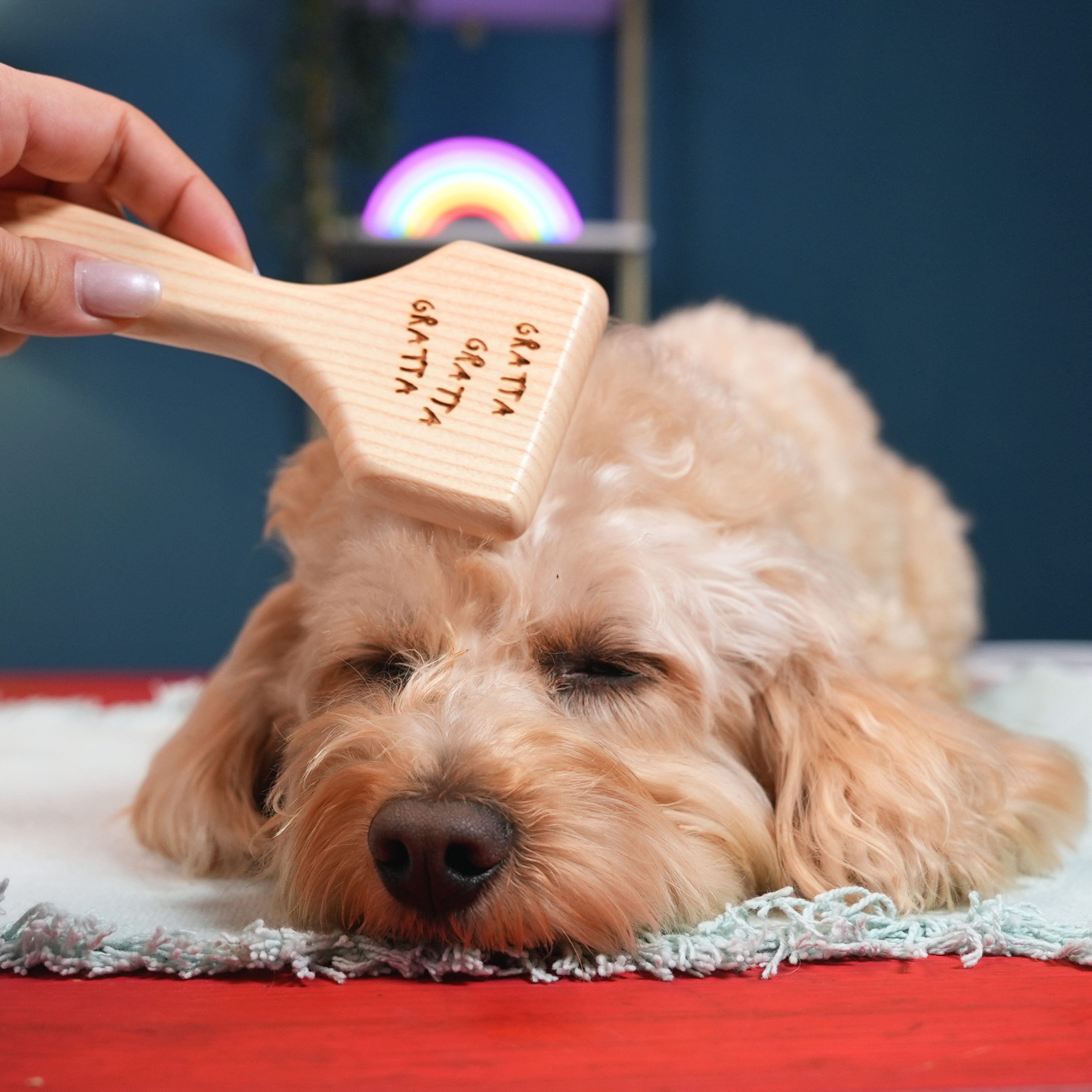 Kit Mattomissile: Cuccia "Relashhh" + Ciotola "La Bistecchina" + Lazy Dog Mat "Qui Preeeciso" + Spazzola "Gratta Gratta Gratta"