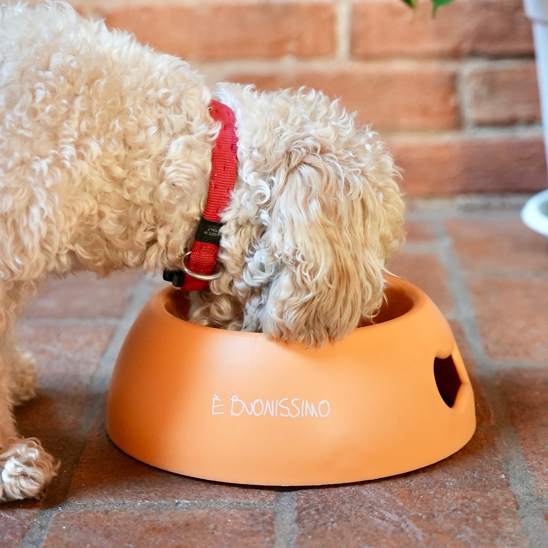 Ciotola Chico - È Buonissimo