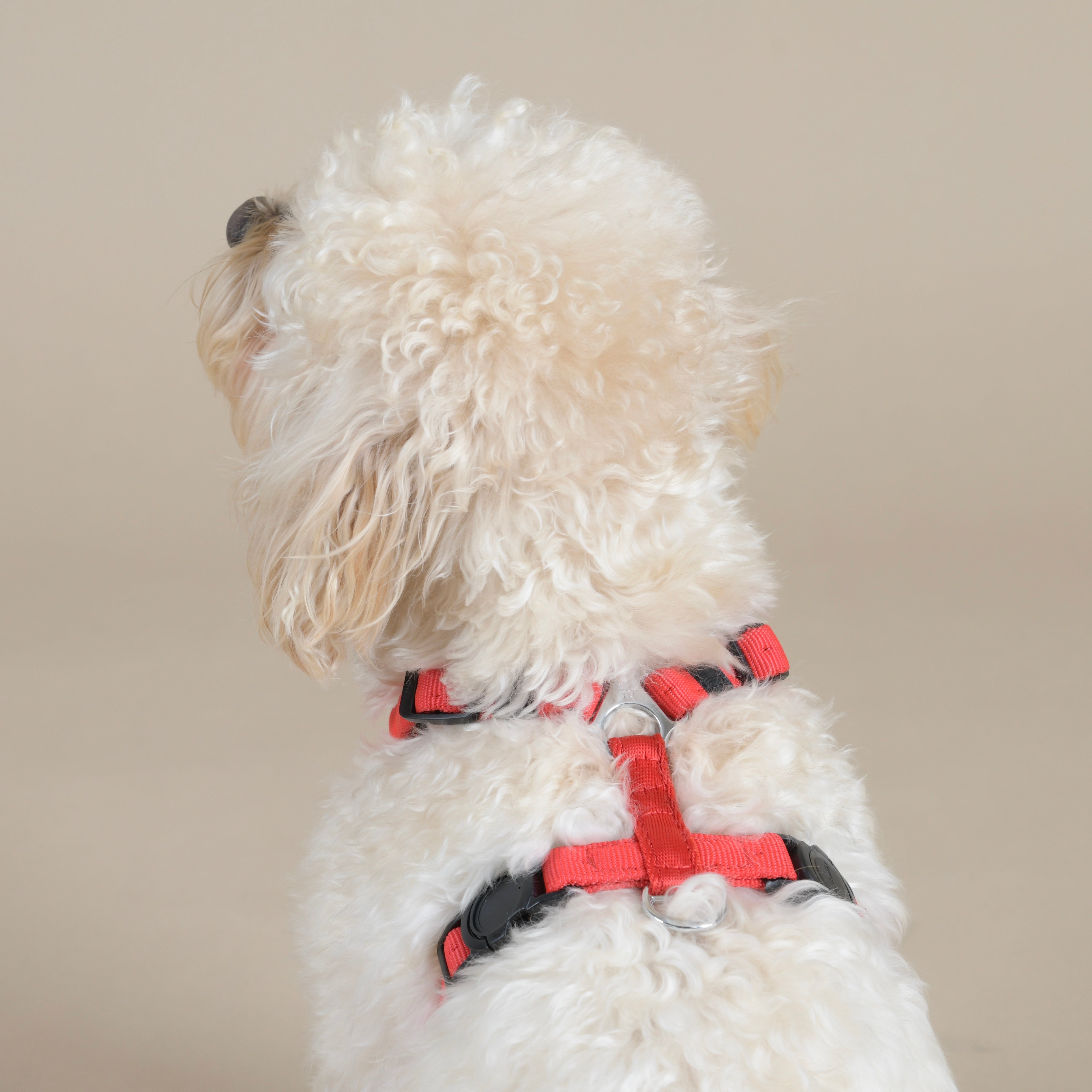 Pettorina CHICO by MyFamily