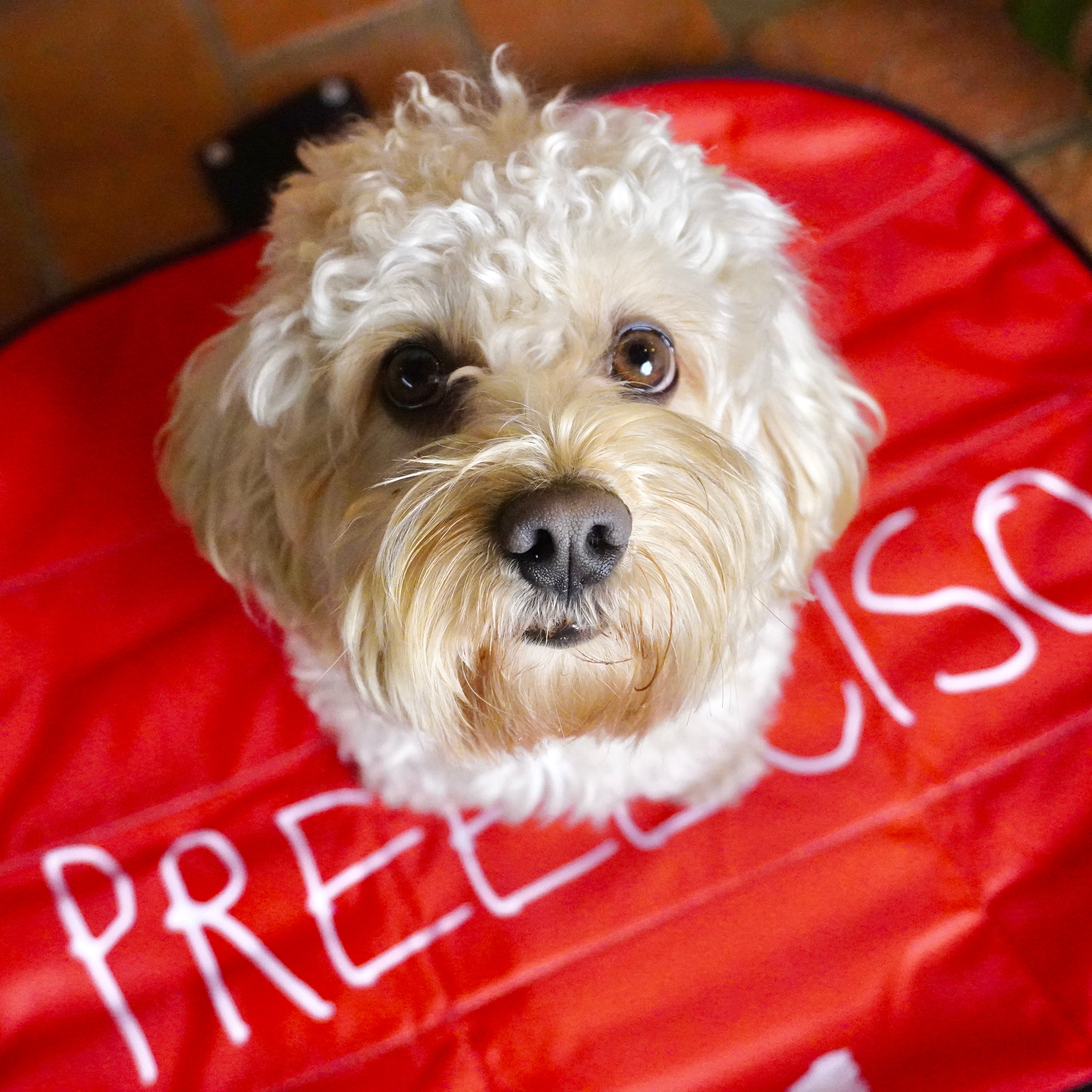 Lazy Dog Mat - Tappetino pieghevole