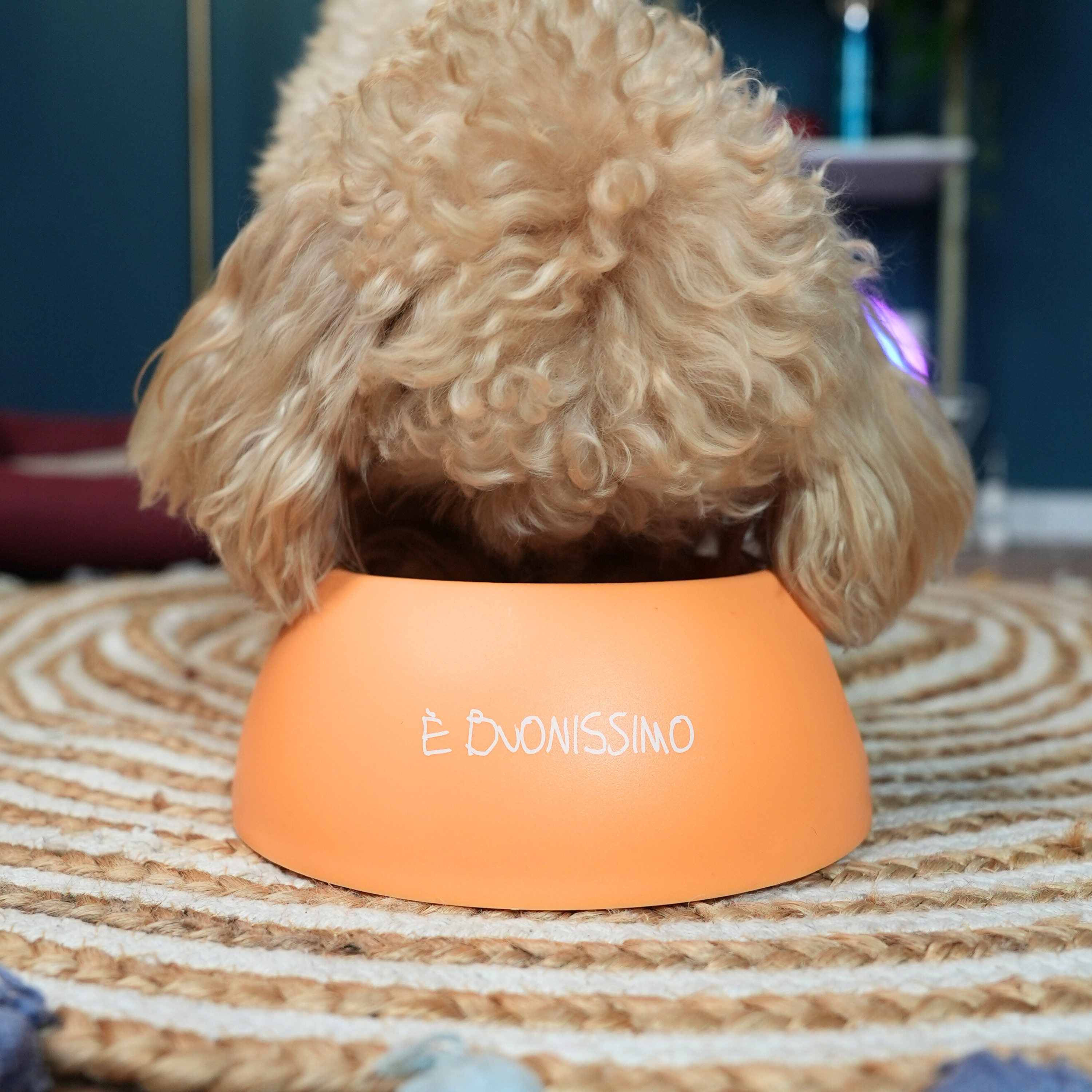 Ciotola Chico - È Buonissimo