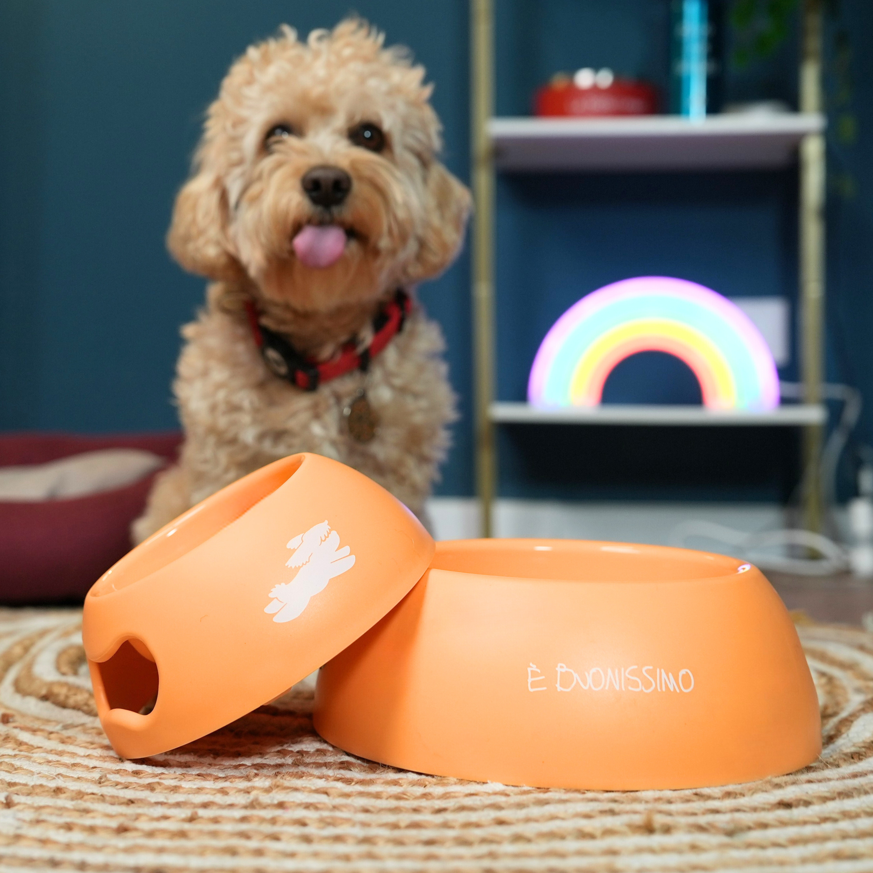 Ciotola Chico - È Buonissimo