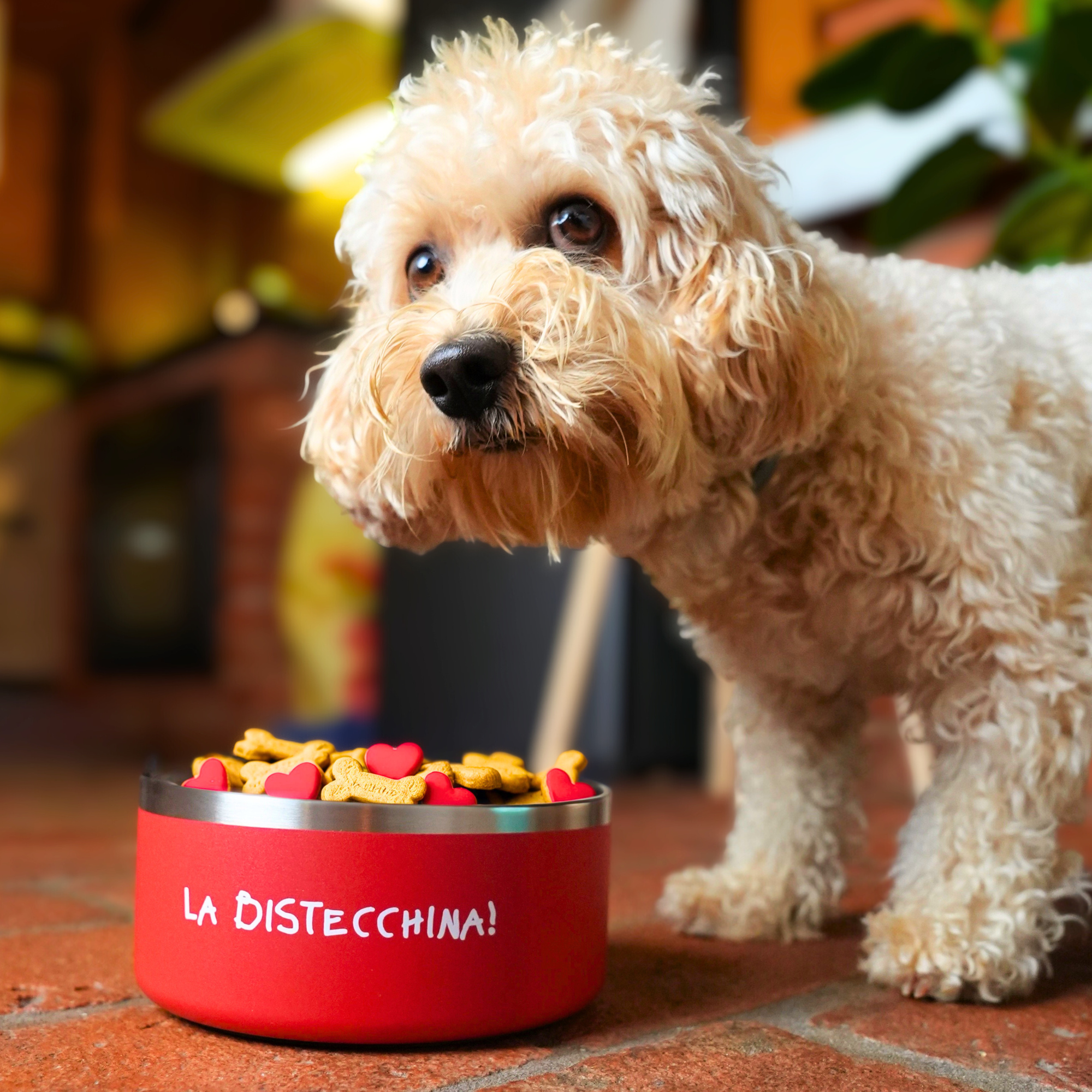 Ciotola Chico - La Bistecchina!