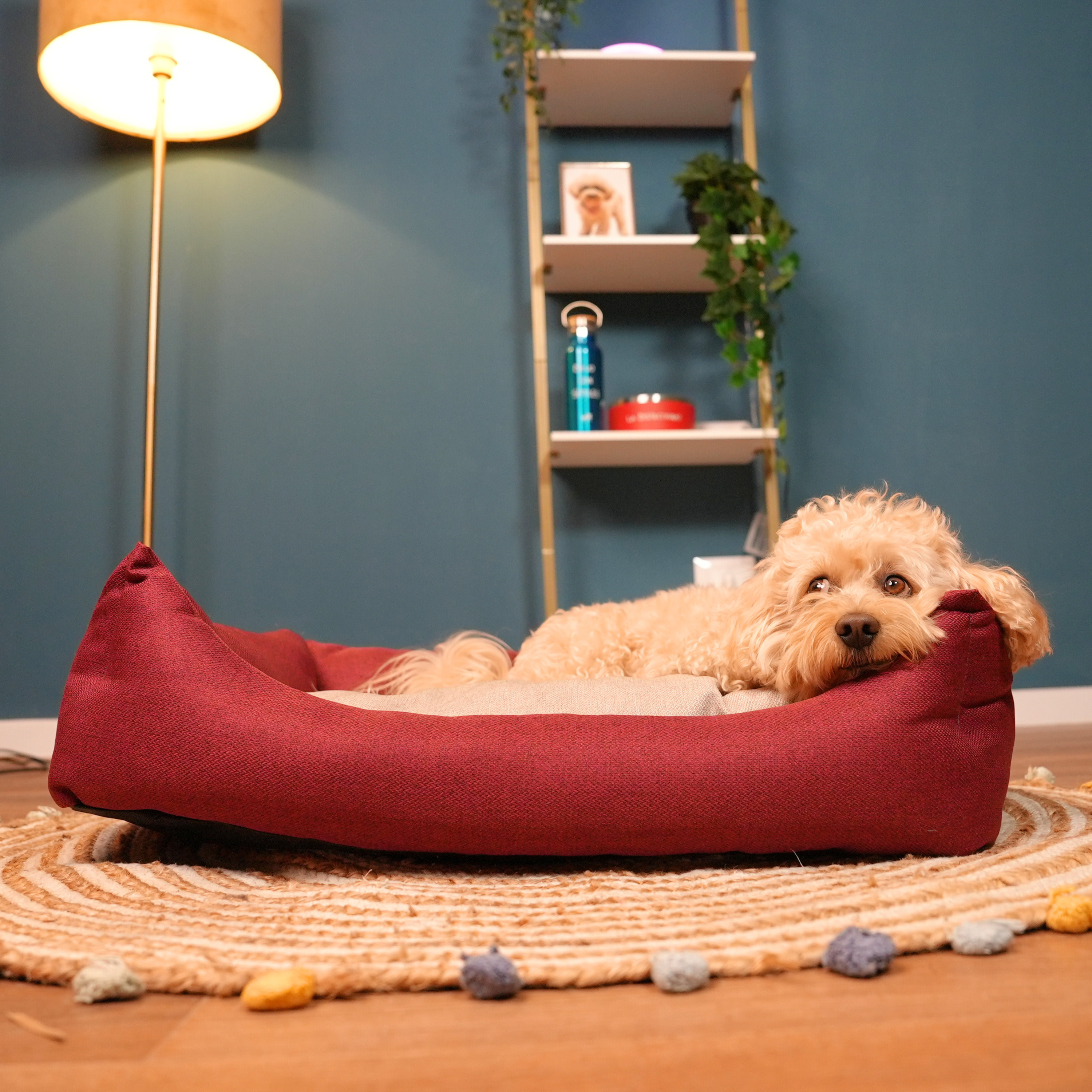 Kit Mattomissile: Cuccia "Relashhh" + Ciotola "La Bistecchina" + Lazy Dog Mat "Qui Preeeciso" + Spazzola "Gratta Gratta Gratta"