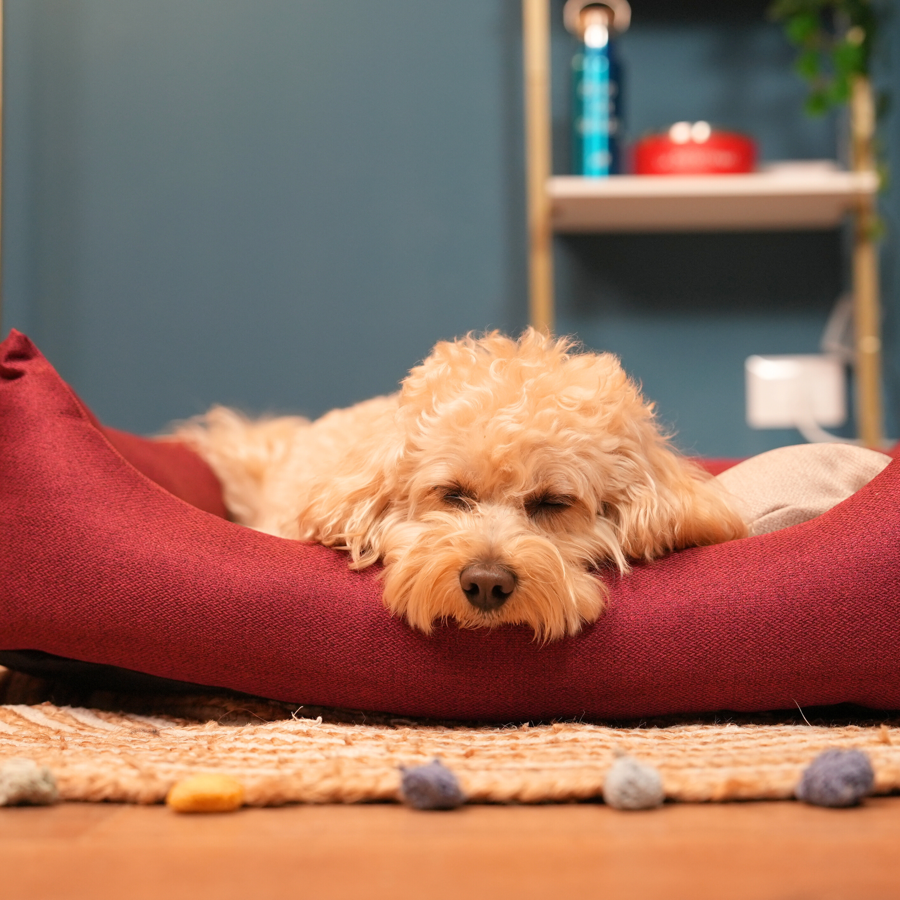 Kit Mattomissile: Cuccia "Relashhh" + Ciotola "La Bistecchina" + Lazy Dog Mat "Qui Preeeciso" + Spazzola "Gratta Gratta Gratta"