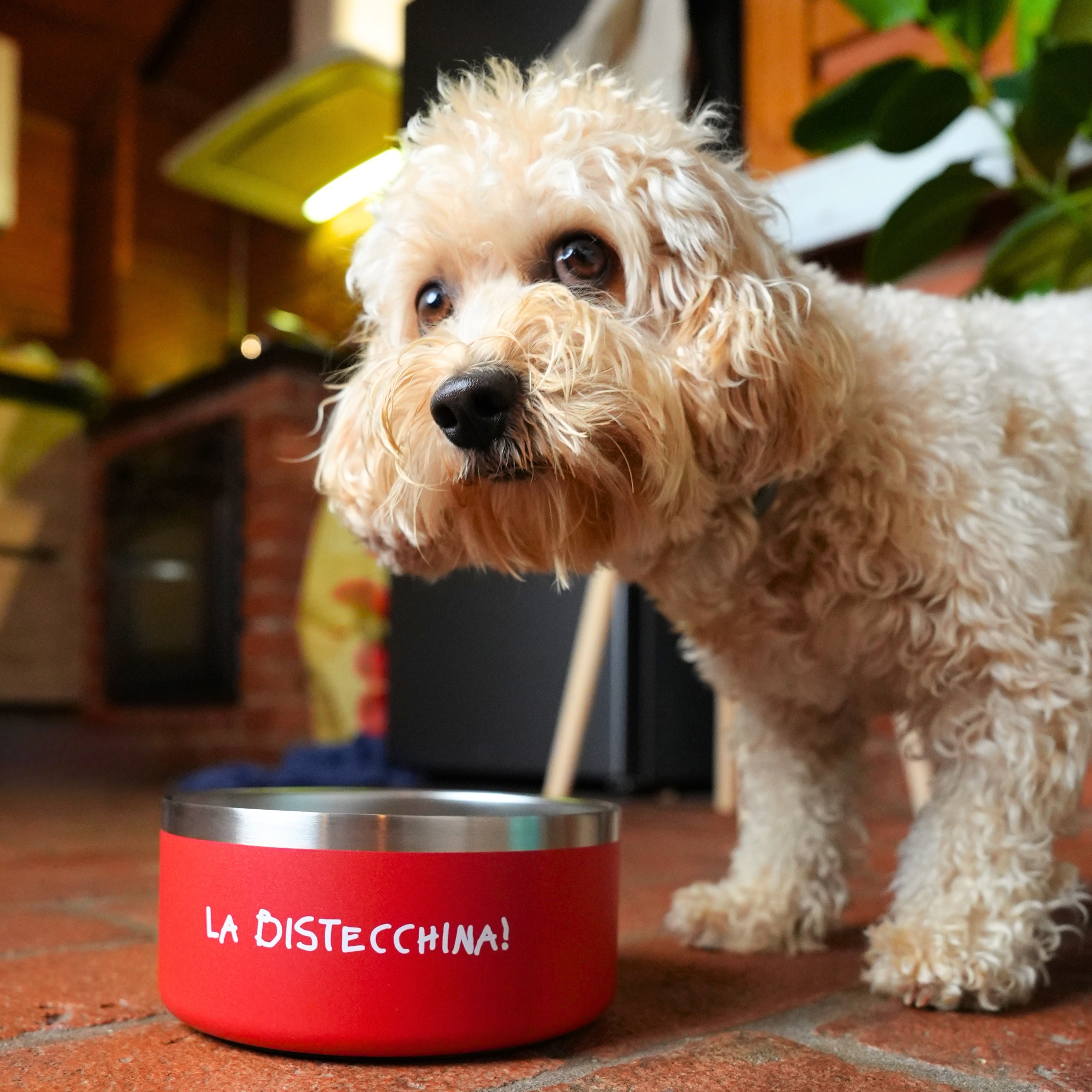 Kit Mattomissile: Cuccia "Relashhh" + Ciotola "La Bistecchina" + Lazy Dog Mat "Qui Preeeciso" + Spazzola "Gratta Gratta Gratta"