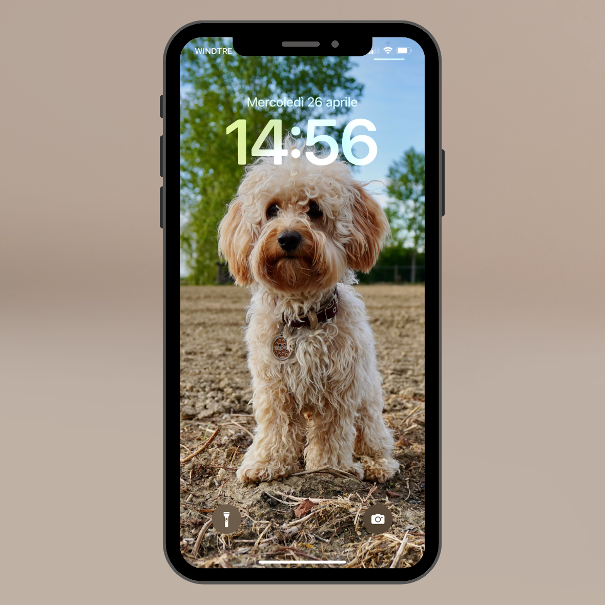 Sfondi per il telefono Chico