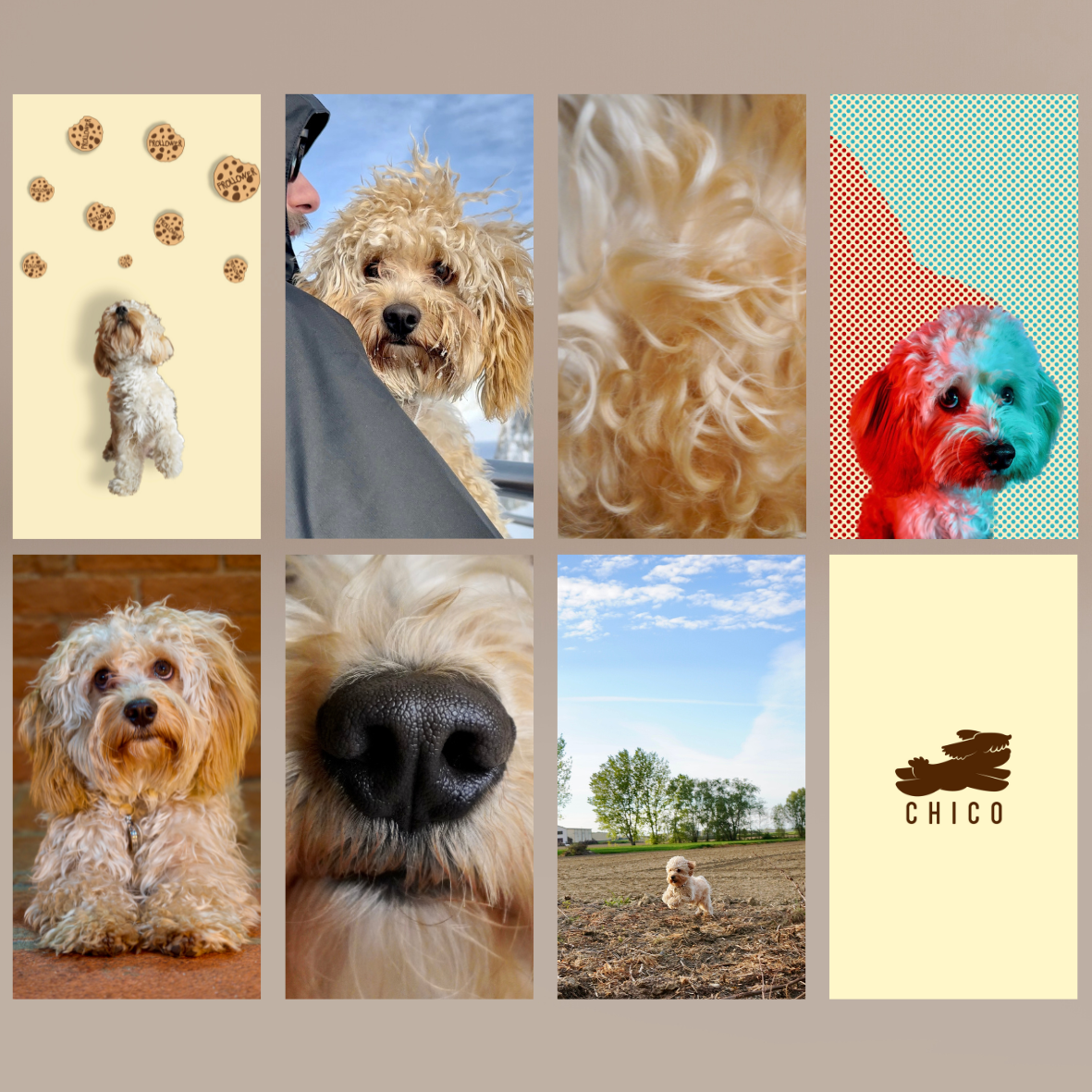 Sfondi per il telefono Chico