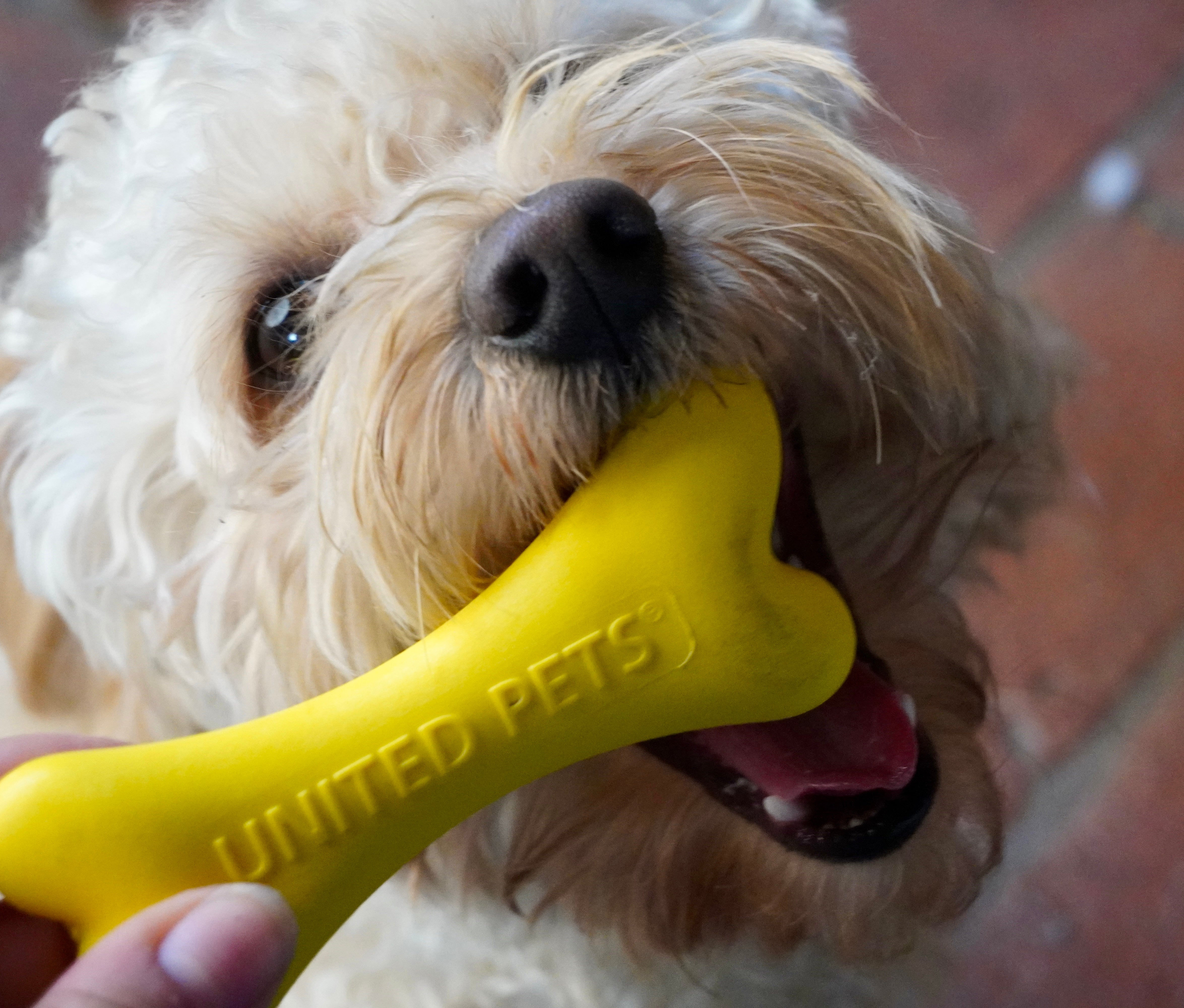 United Pets Botella para el Pipí - Chuchos Deluxe