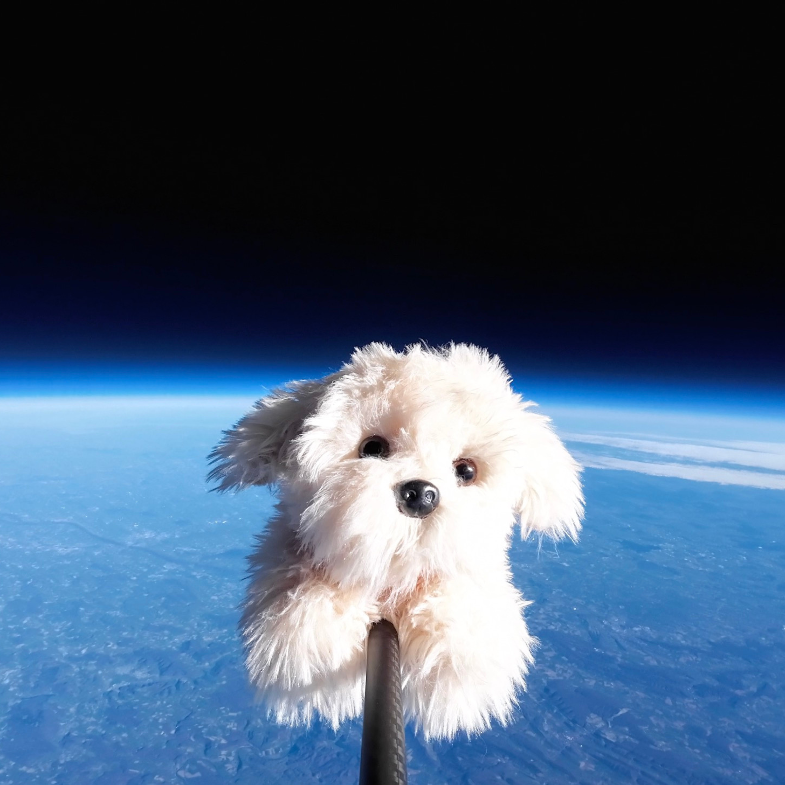 Peluche Chico