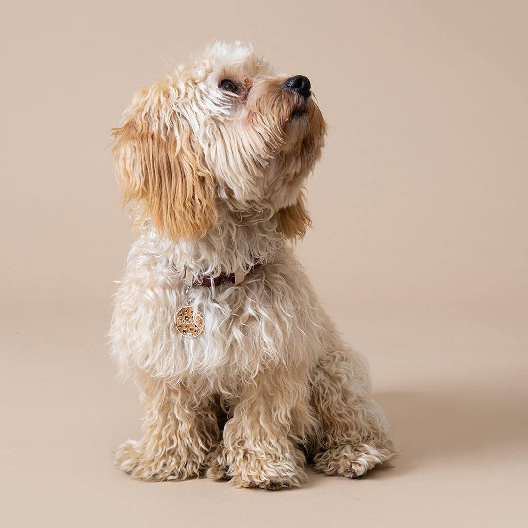Chico Medaglietta Personalizzata Cane Animali Domestici Incisione Numero Cellulare
